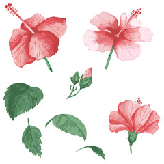 set of pink and red flowers, hibiscus and leaves illustration, hand drawn floral elements isolated on white background.