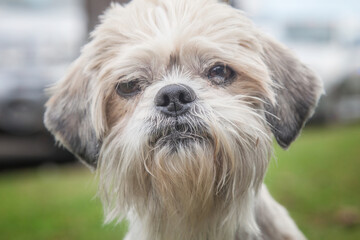 A clean and healthy dog looking to play with anyone who wants to join in.