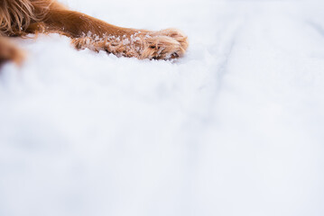 dog's paw in snow