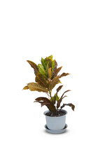 Croton or indoor plants on a white background,with clipping path