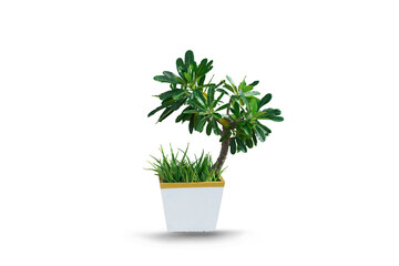 madder or indoor plants on a white background; with clipping path