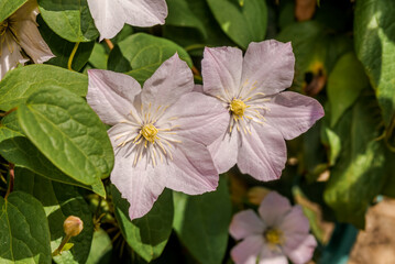Large-Flowered Clematis (Clematis x jackmanii) in garden