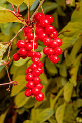 Schisandra Berries (Schisandra chinensis) in garden