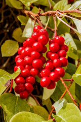 Schisandra Berries (Schisandra chinensis) in garden
