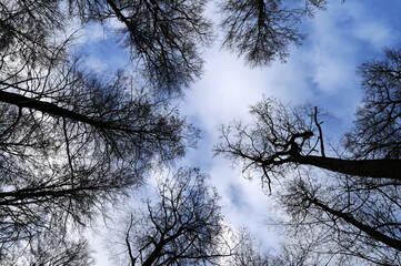 Winterhimmel im Wald