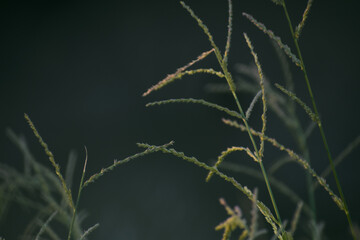 grass in the wind