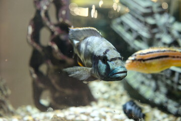 Live fish in the aquarium