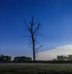 Fototapeta na wymiar Trees at night 4
