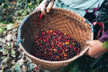 coffee and arabica coffee plantation harvest day
