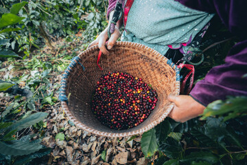 coffee and arabica coffee plantation harvest day