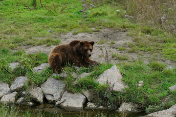 Closeup on an adult brown bear, Ursus arctos on green grass