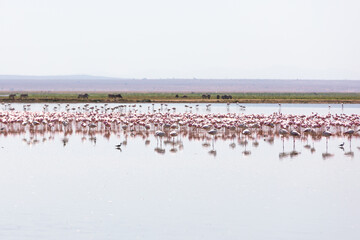 Fototapeta na wymiar Flamingos in the lake and animals grazing at Amboseli National Park, Kenya