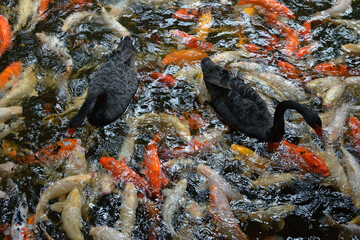 Swans are floating on the water with many big fishes.