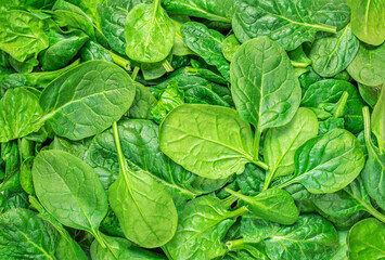 Fototapeta na wymiar Spinach Pattern. Fresh Spinach baby leaves as a background. Top view. Wallpaper.