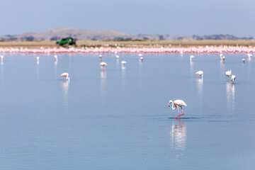 Fototapeta na wymiar Amboseli lake is a bird watcher paradise throughout the year, Amboseli National Park, Kenya