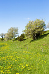 Fototapeta premium Esker with blooming dandelions in the meadow