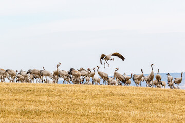 Cranes on a stubble field in spring