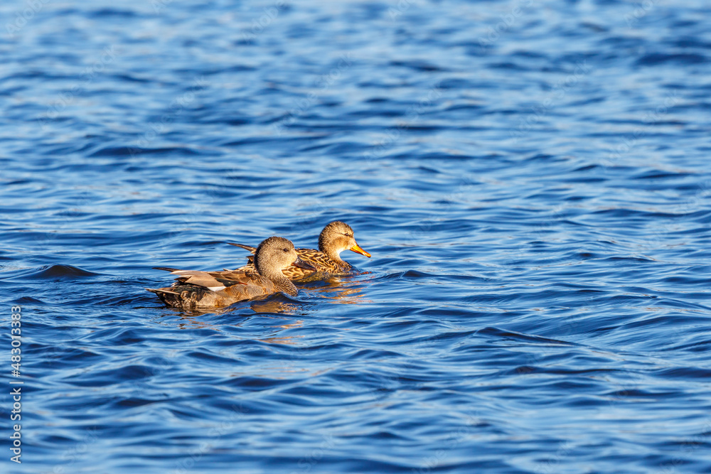 Wall mural Gadwall ducks swimming in the water at spring