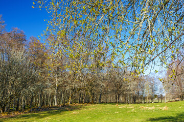 Leaf budding in a beautiful spring landscape