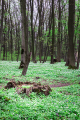 view of blooming city public park