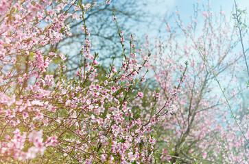 Blooming Peach tree. Spring background