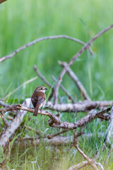 Red-backed shrike (Lanius collurio) in spring in the nature protection area Mönchbruch near Frankurt, Germany.