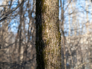 Fototapeta premium a clear day in a winter forest