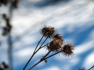 burdock thorns on bushes on a clear day