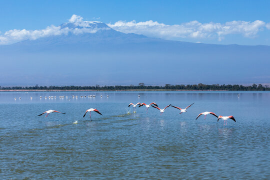 Flock of flamingos flying above the lake, Amboseli National Park, Kenya