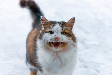 Fototapeta premium meowing aged cat