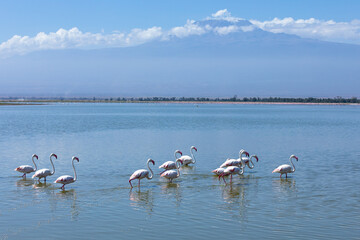 Both lesser and greater flamingos walk in the lake, Amboseli National Park, Kenya