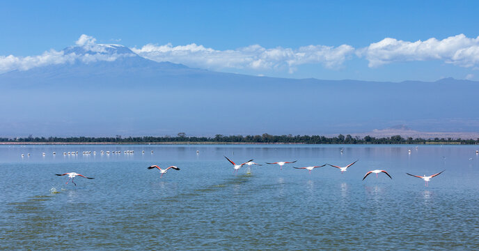 Flamingos flying barely touching the water, Amboseli National Park, Kenya