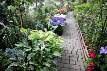 Funkia Regal Splendor in cuttings at the garden store. Flowering plant.