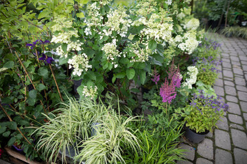 Fototapeta na wymiar White hydrangea flowers in cuttings at the garden store. Flowering plant.