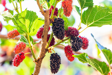Fresh black ripe and red unripe mulberry on the branch.