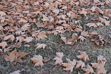 Dry Plane tree brown leaves covered by frost on green grass in the garden . Platanus occidentalis tree on winter