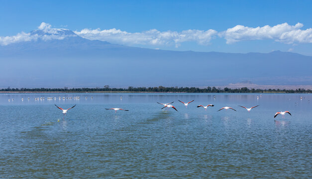 Stunning landscape of flying flamingos above the Amboseli lake, Amboseli National Park, Kenya