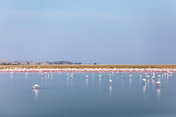 Naklejka na ściany i meble Large flock of flamingos in the Amboseli National Park, Kenya