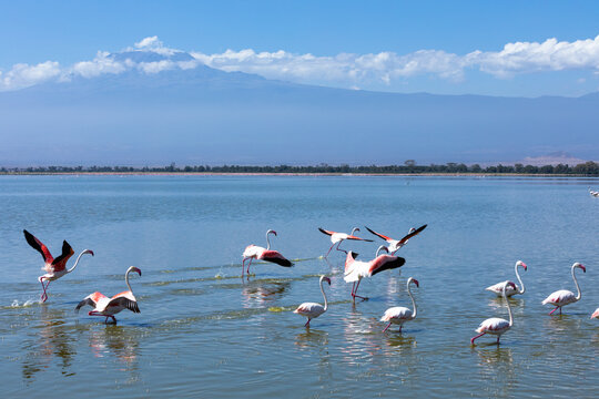 Flamingos of Amboseli National Park, Kenya