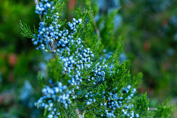 Decorative plants in a park. Autumn season.