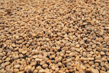 Coffee beans are dried in the greenhouse.