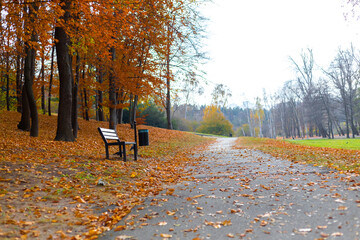 Yellow autumn in a park. Beautiful Nature.