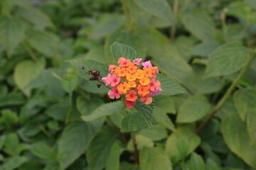 red and yellow flower