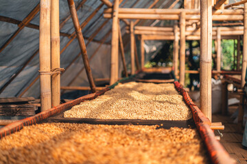Fototapeta na wymiar Coffee beans are dried in the greenhouse.