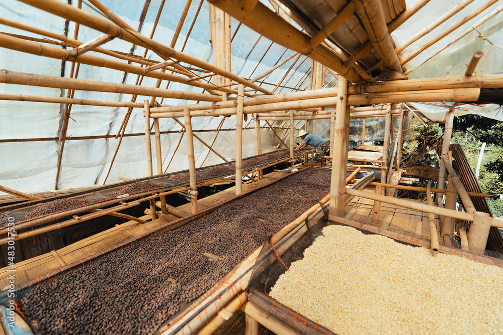 Sticker coffee beans are dried in the greenhouse.