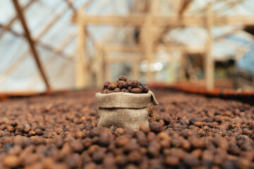 Coffee beans are dried in the greenhouse.