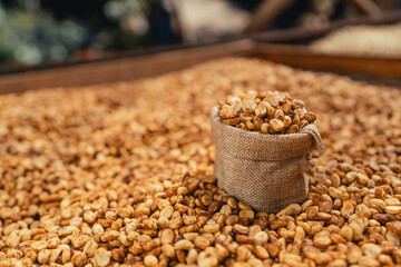 Coffee beans are dried in the greenhouse.