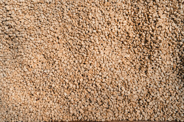 Coffee beans are dried in the greenhouse.