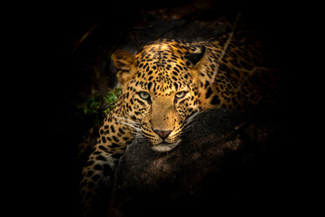 Fine art portrait of wild male leopard or panther in isolated black background at wildlife safari...
