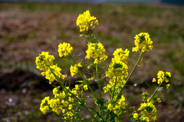 菜の花